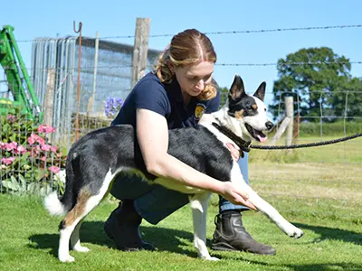 Treatment of a Dog's Leg by SVC