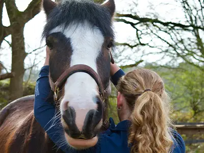 Treatment of a Horse