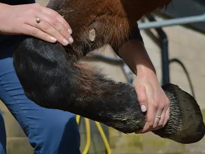 Treatment of a Horse's Leg by SVC